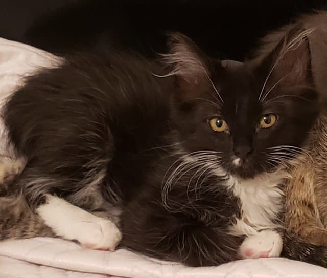 Tap - Domestic Short Hair