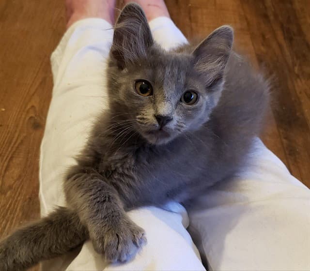 Ballet - Domestic Short Hair