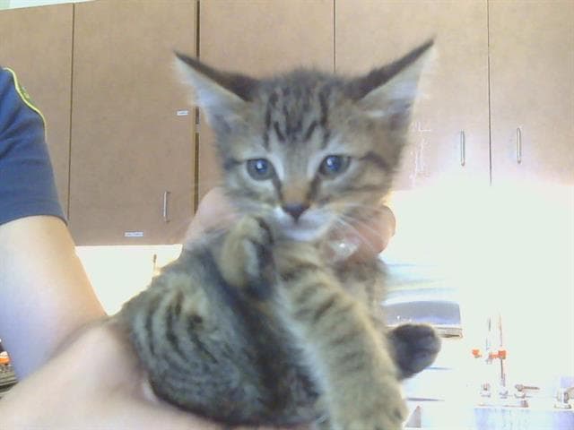 Hip Hop - Domestic Short Hair