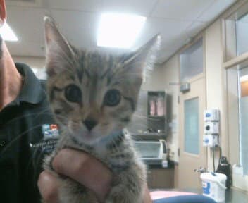 Unknown - Domestic Short Hair