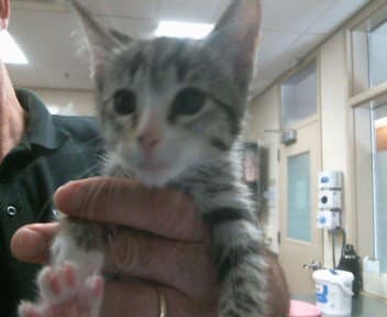 Unknown - Domestic Short Hair