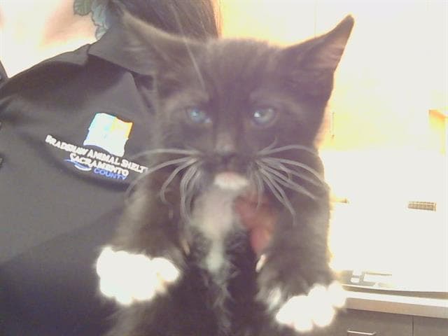 Unknown - Domestic Short Hair