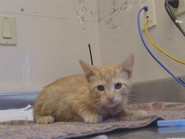 Unknown - Domestic Short Hair