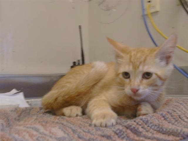 Unknown - Domestic Short Hair