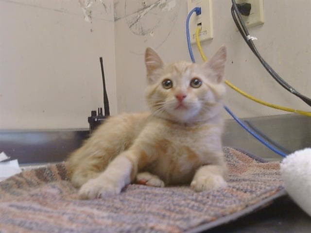 Unknown - Domestic Short Hair