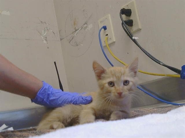 Unknown - Domestic Short Hair