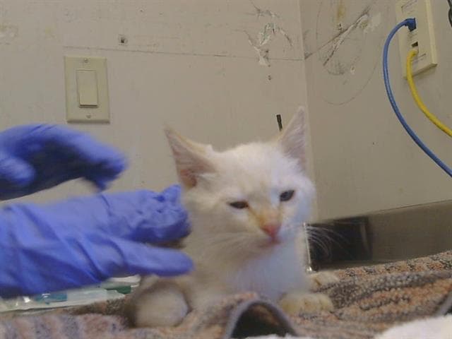 Unknown - Domestic Short Hair
