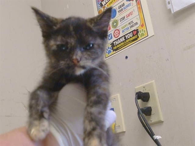 Unknown - Domestic Short Hair