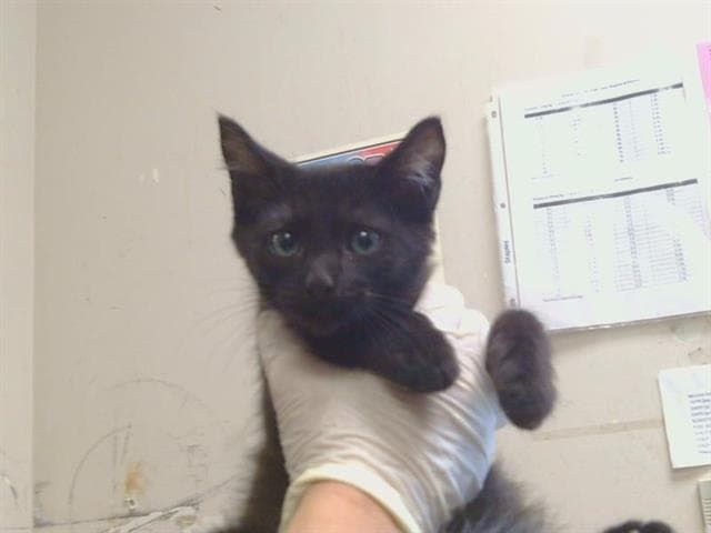 Unknown - Domestic Short Hair