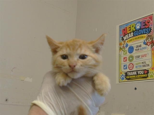 Unknown - Domestic Short Hair