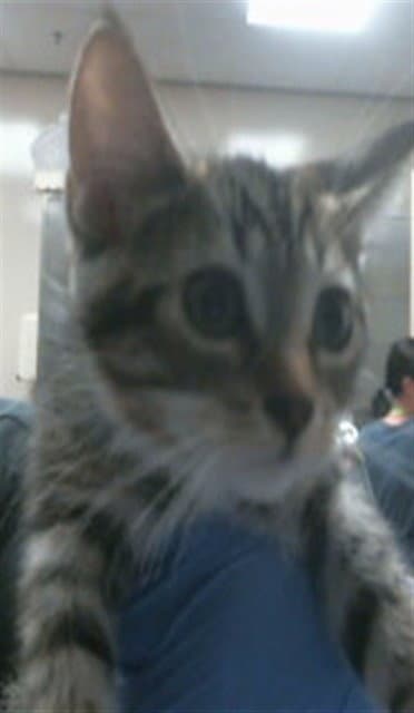 Unknown - Domestic Short Hair