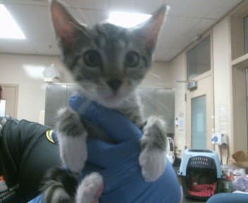 Unknown - Domestic Short Hair