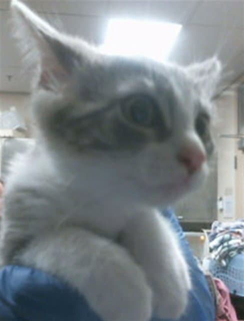 Unknown - Domestic Short Hair