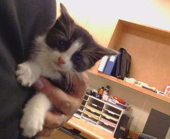 Unknown - Domestic Short Hair