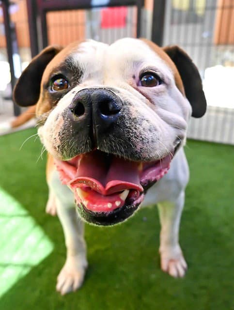 Nala - American Bulldog