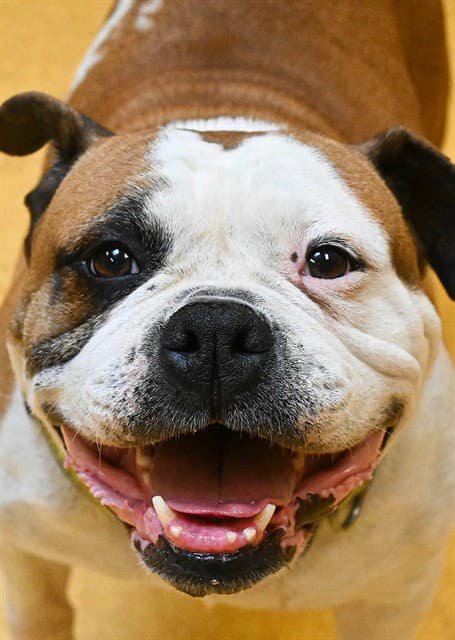 Nala - American Bulldog