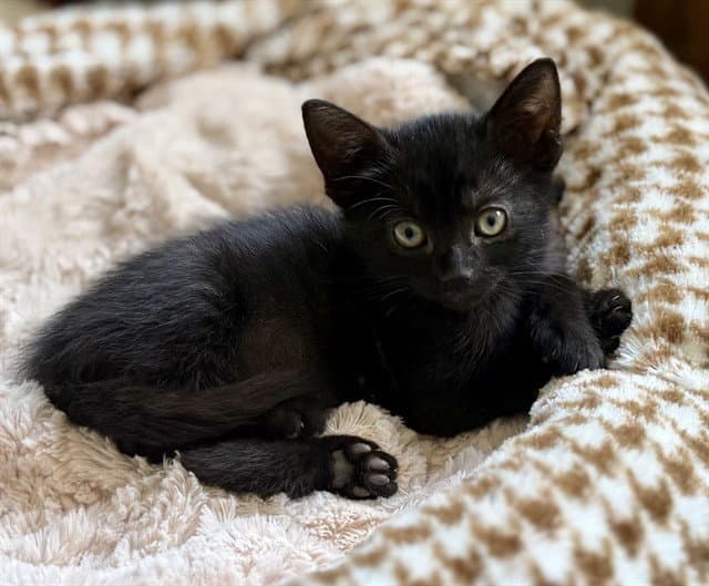 Felicity - Domestic Short Hair