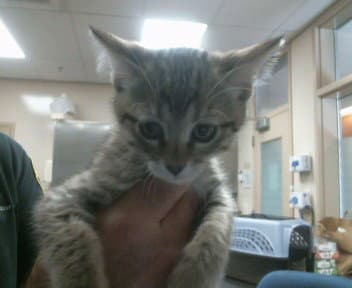 Unknown - Domestic Short Hair