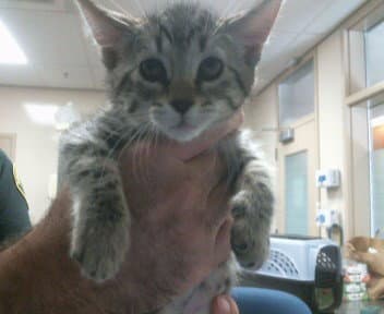 Bella - Japanese Bobtail
