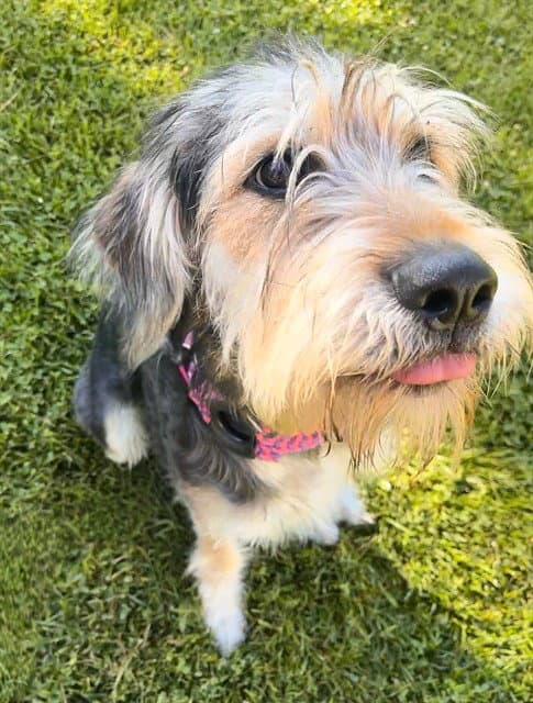 Kim Possible - Giant Schnauzer