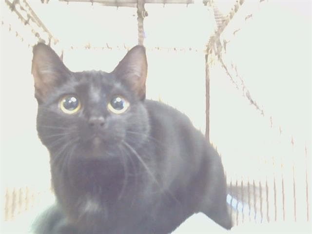 Unknown - Domestic Short Hair