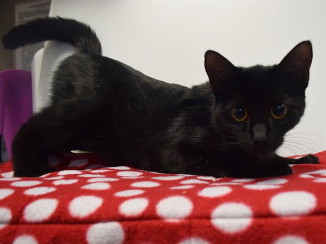 Unknown - Domestic Short Hair