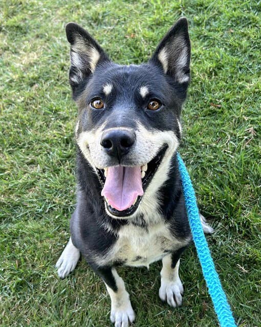 Kyle - Siberian Husky