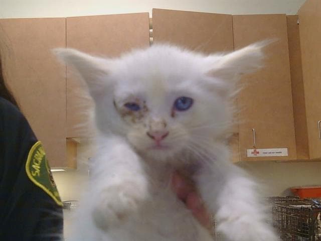 Unknown - Domestic Medium Hair