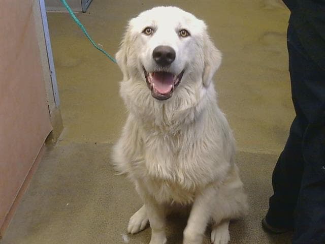 Chimichurri - Great Pyrenees