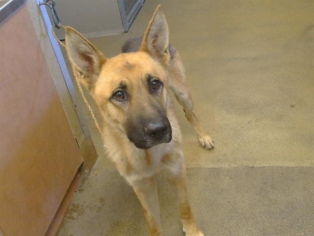 Tomato - German Shepherd Dog