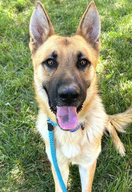 Tomato - German Shepherd Dog