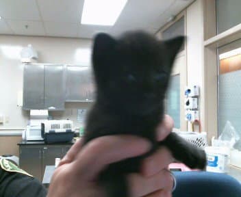 Sprout - Domestic Short Hair