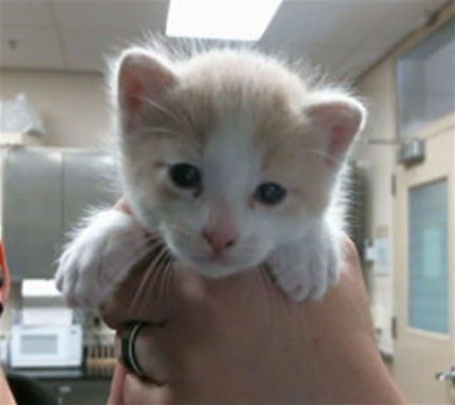 Carrot - Domestic Short Hair