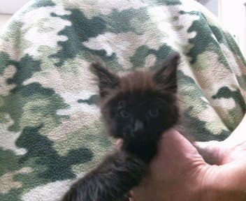 Finch - Domestic Medium Hair