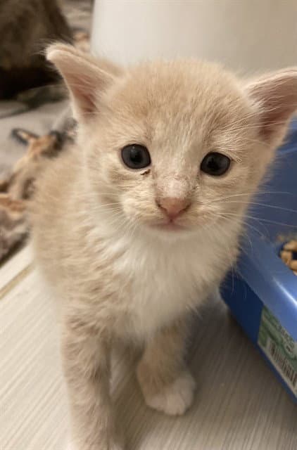 Unknown - Domestic Short Hair