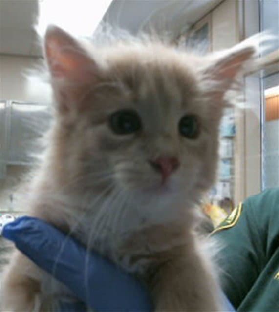 Unknown - Domestic Short Hair