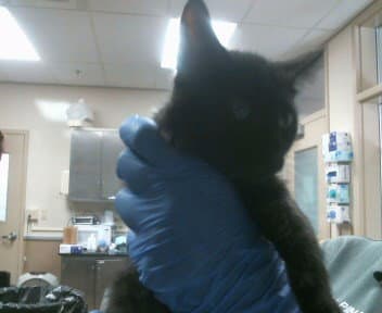 Unknown - Domestic Short Hair