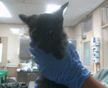 Unknown - Domestic Short Hair