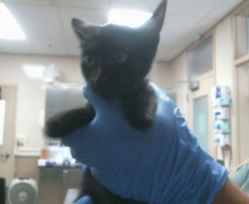 Unknown - Domestic Short Hair