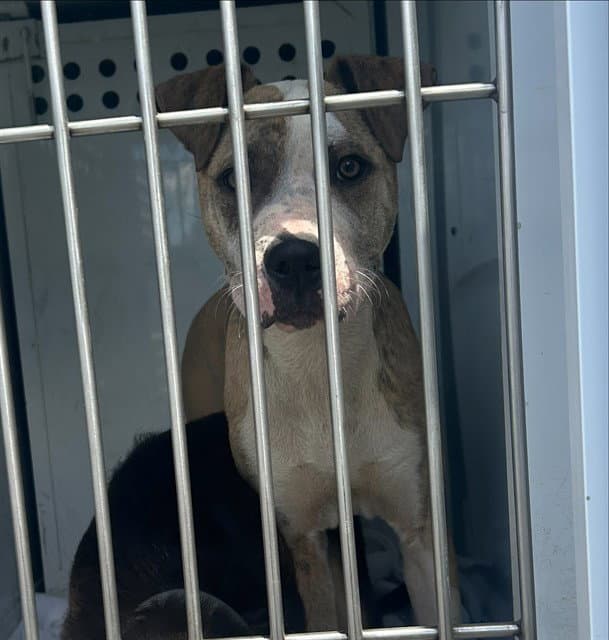 Pesto - Pit Bull Terrier