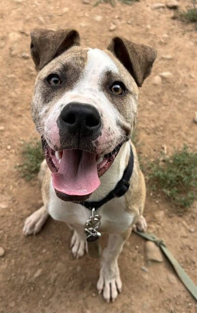 Pesto - Pit Bull Terrier