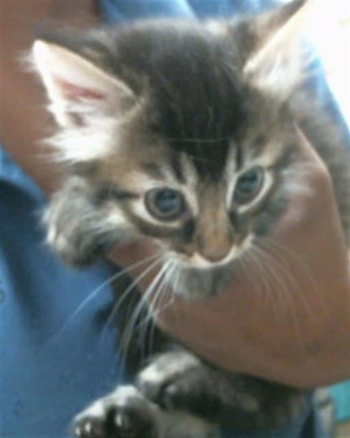 Pixi - Domestic Medium Hair