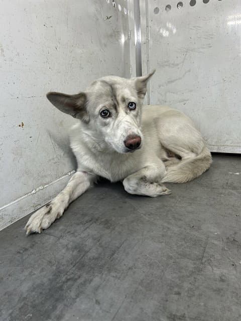 Unknown - Husky