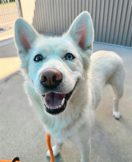 Unknown - Husky