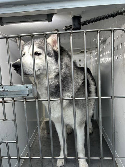 Unknown - Husky
