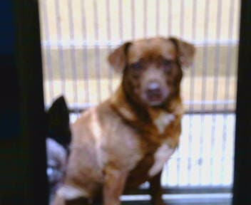 Hollandaise - Dachshund