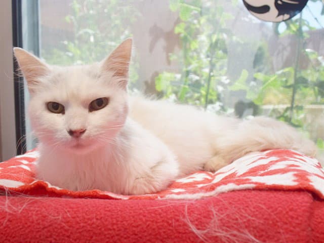 Elsa - Domestic Medium Hair