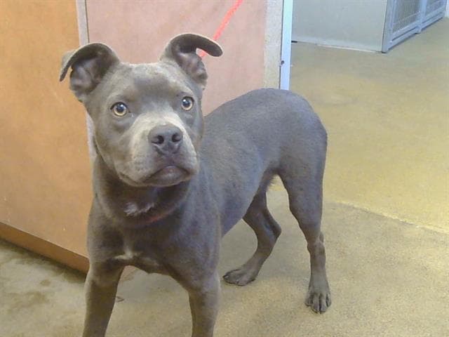 Unknown - Pit Bull Terrier