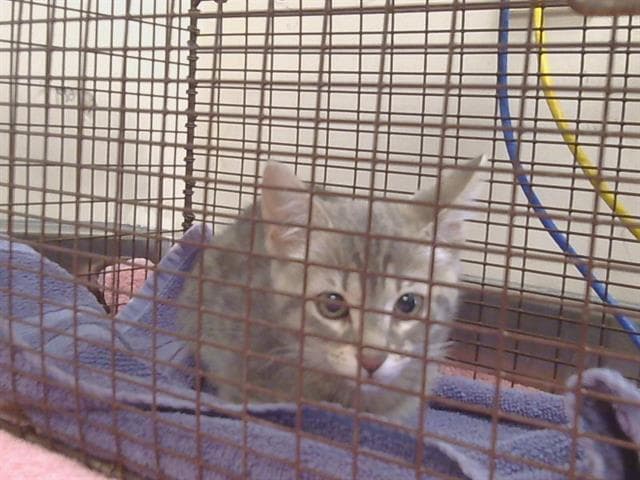 Janie - Domestic Short Hair