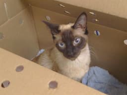 Princess image 1